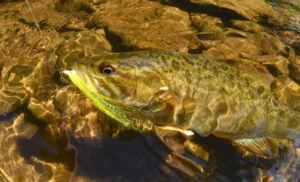 smallmouth bass on a fly