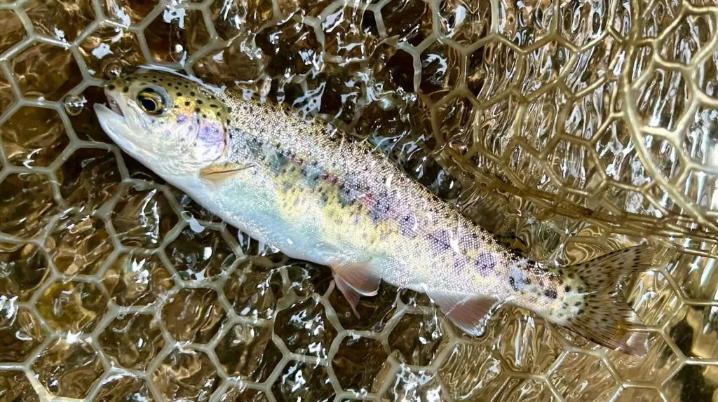 wild rainbow trout