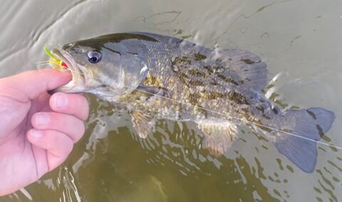 smallmouth bass