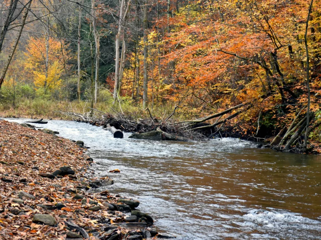 fall trout stream