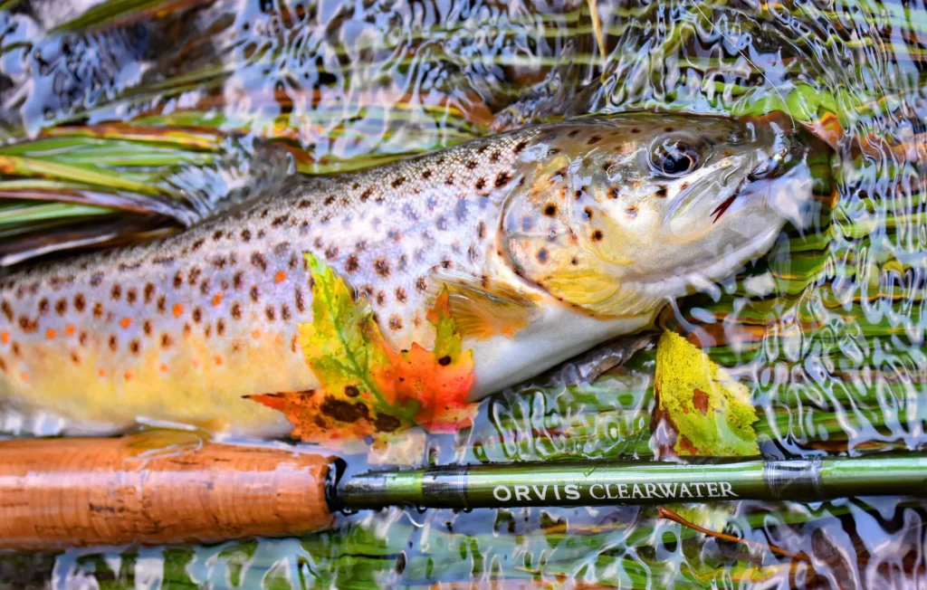 fall fly fishing brown trout