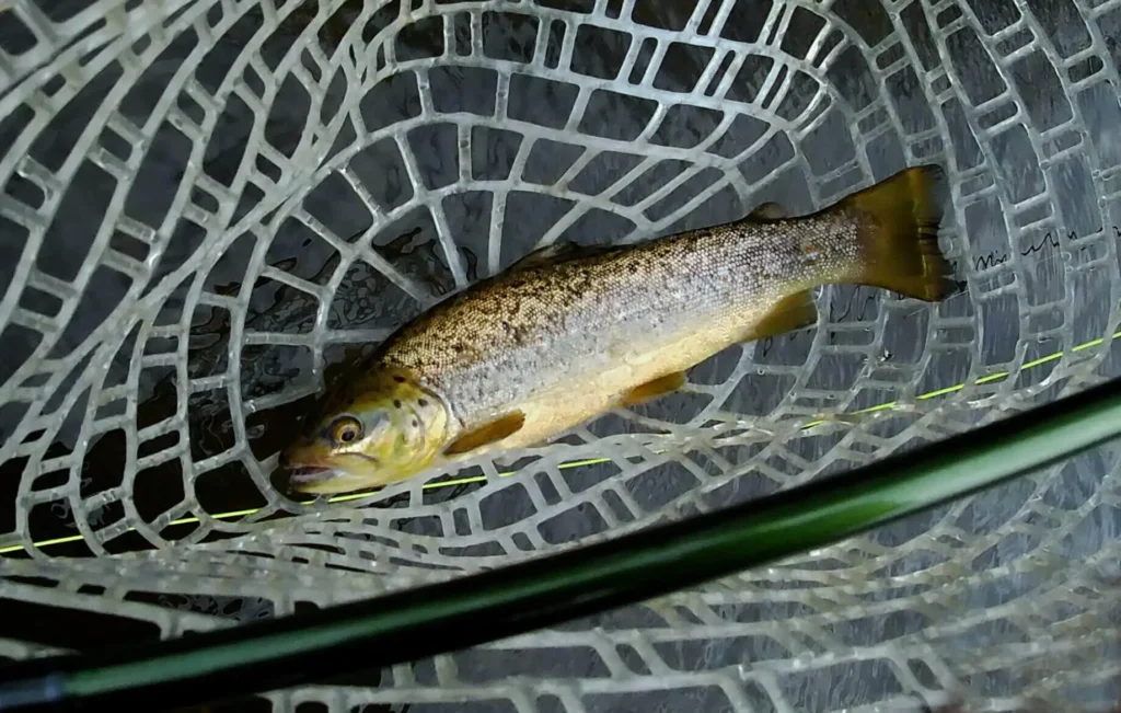 brown trout