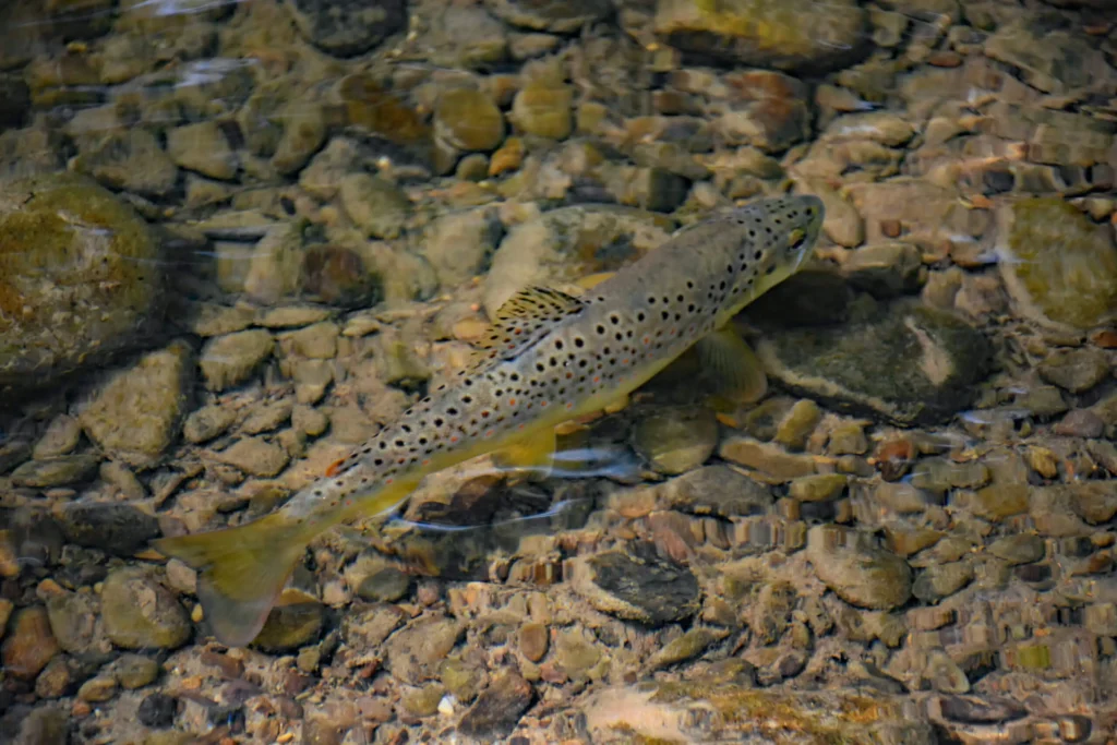 brown trout in shallow water