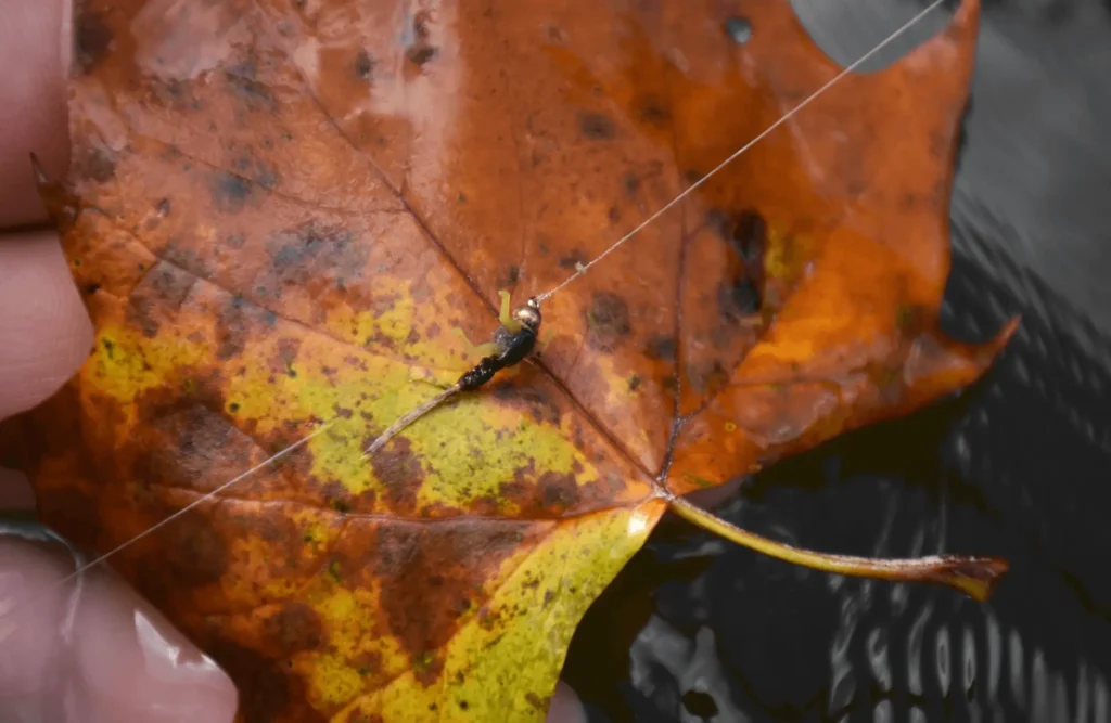 fall leaf with fly