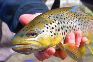 brown trout