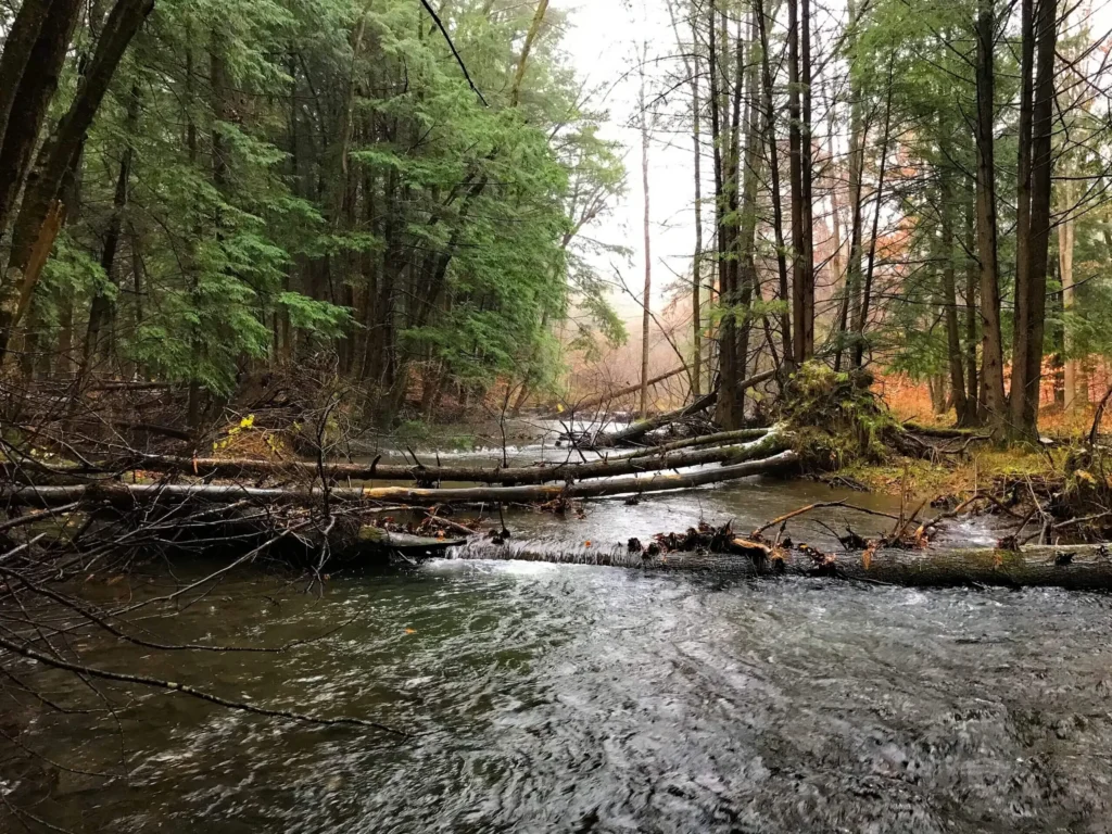 stream through a forest