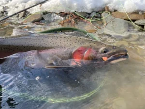 steelhead with fly