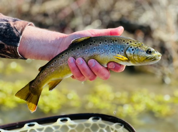 hand holding trout