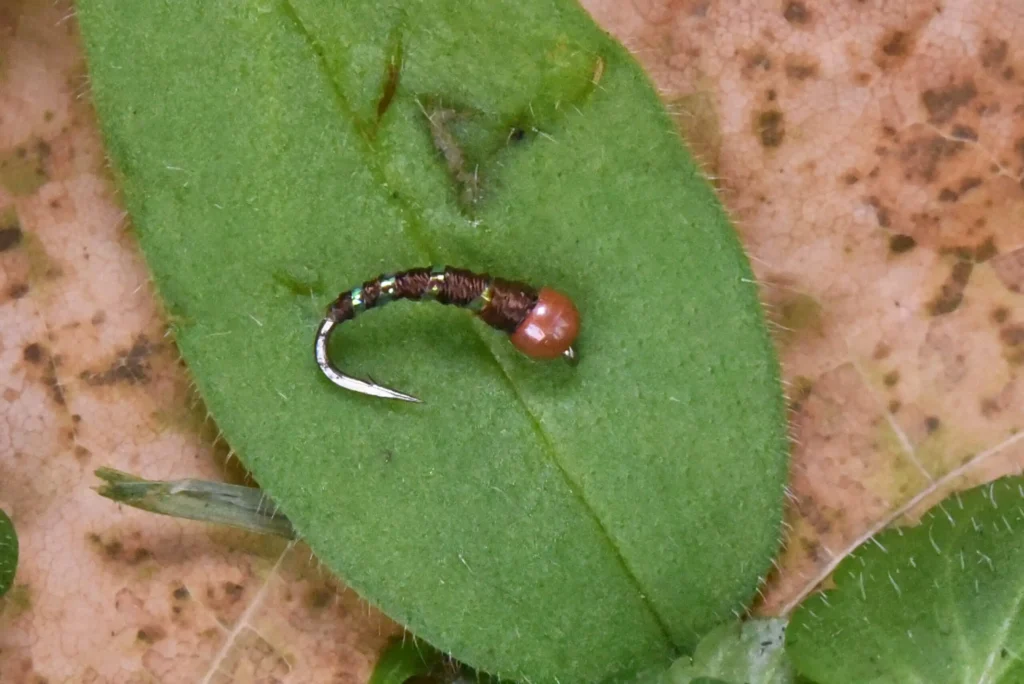 fly on a leaf