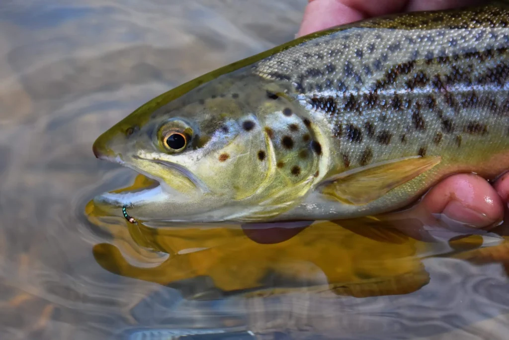 Trout with fly