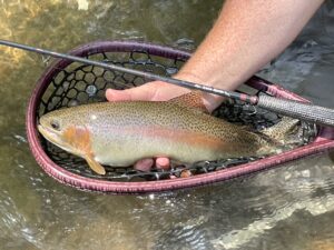 fish in a net with a fly rod