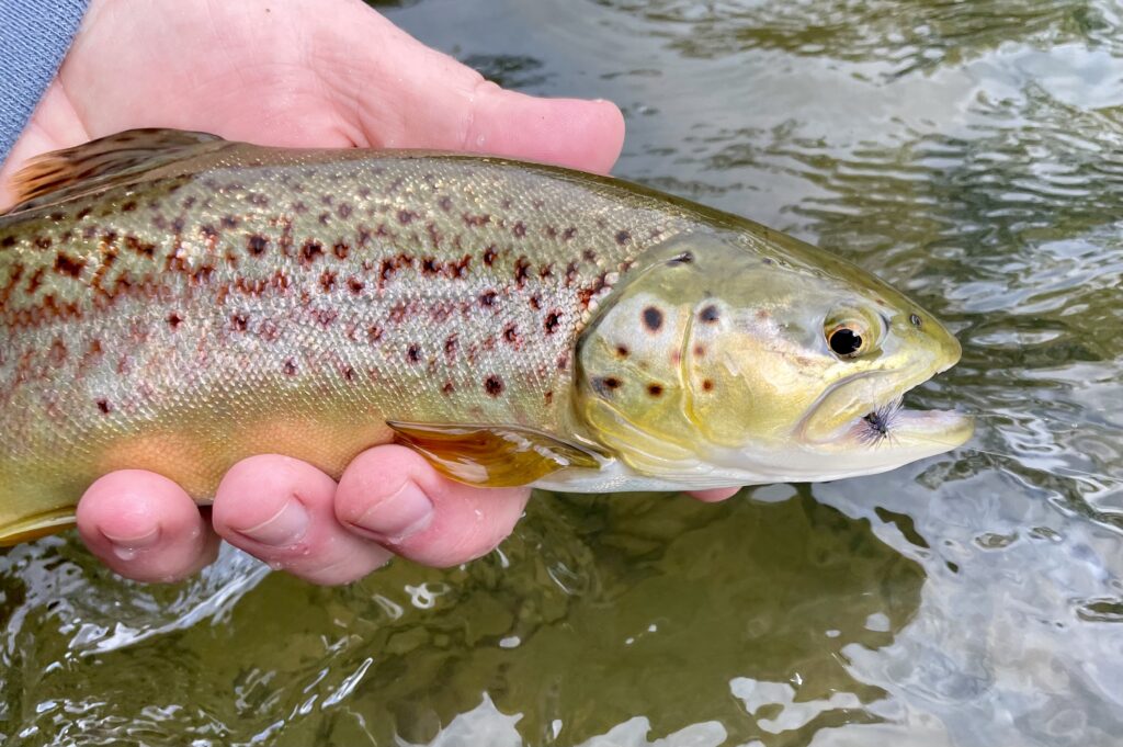 brown trout in hand