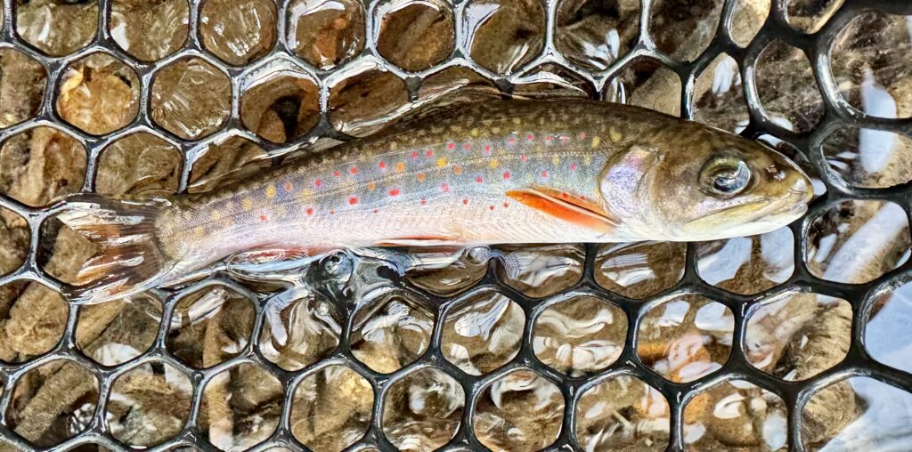 brook trout in net