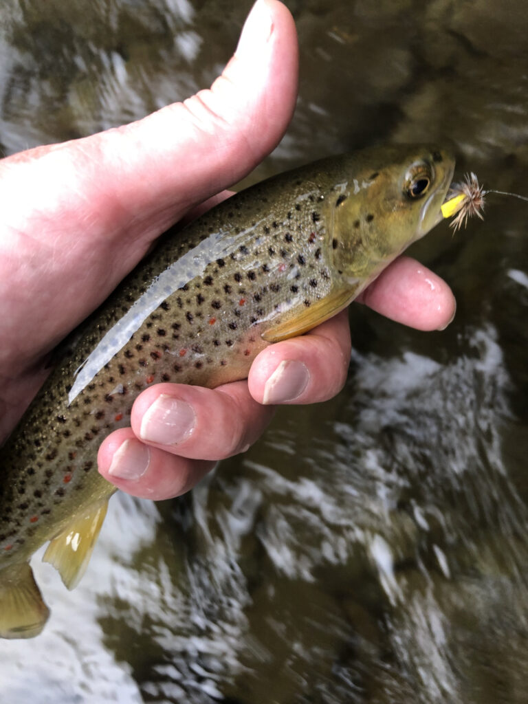 Beaverkill brown trout