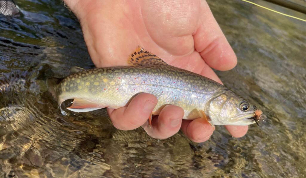 brook trout in hand