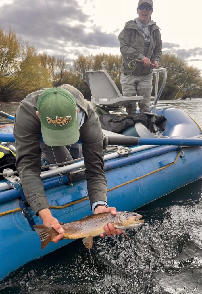 releasing a brown trout