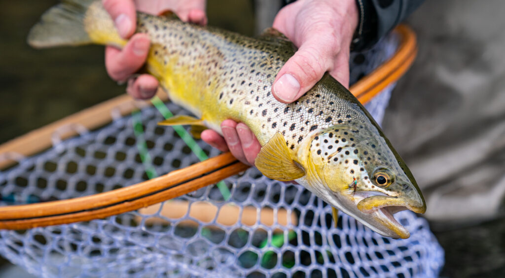 brown trout