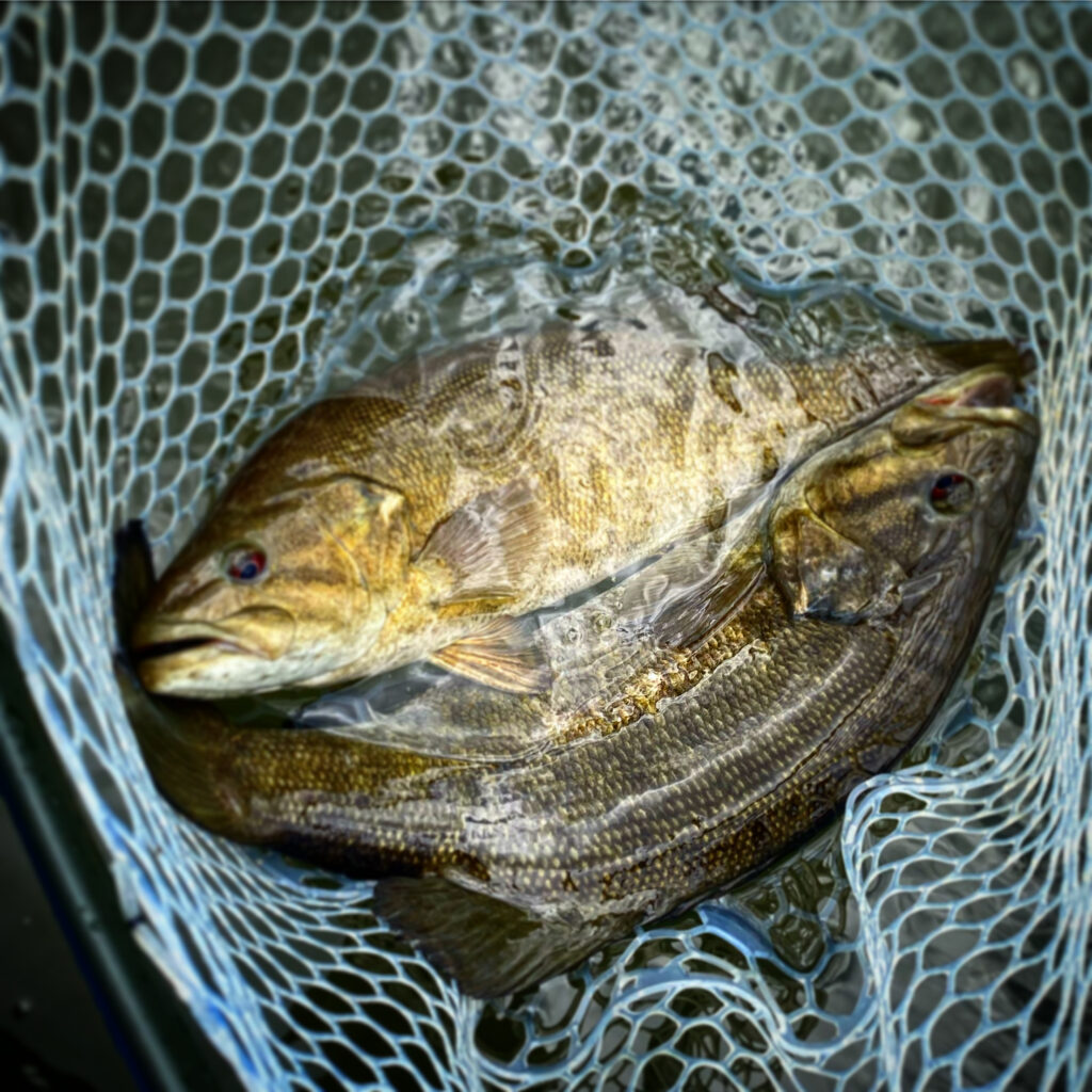 two smallmouth bass in a net