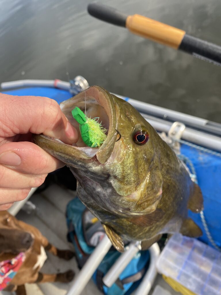 bass with fly in its mouth