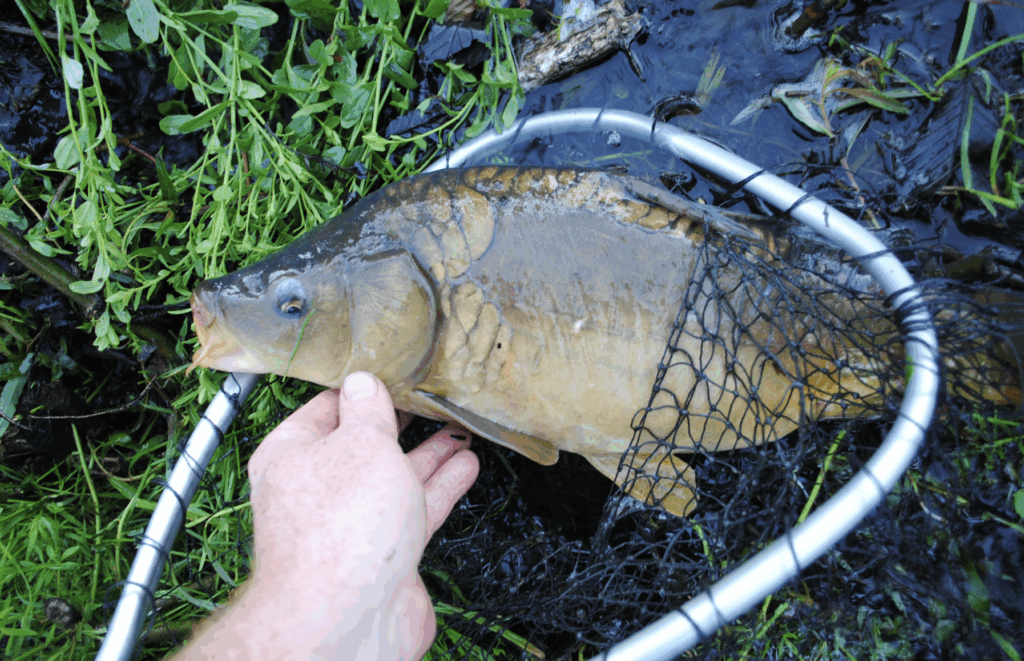 mirror carp