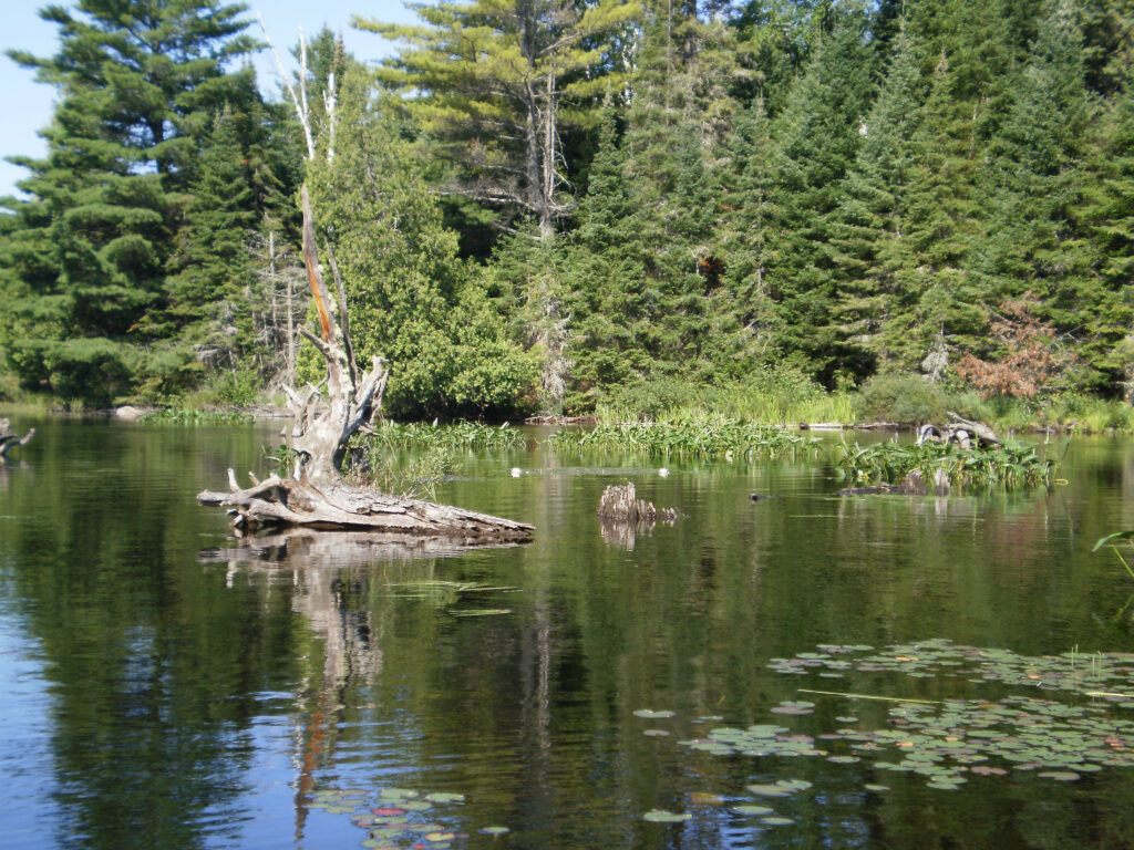 carp habitat