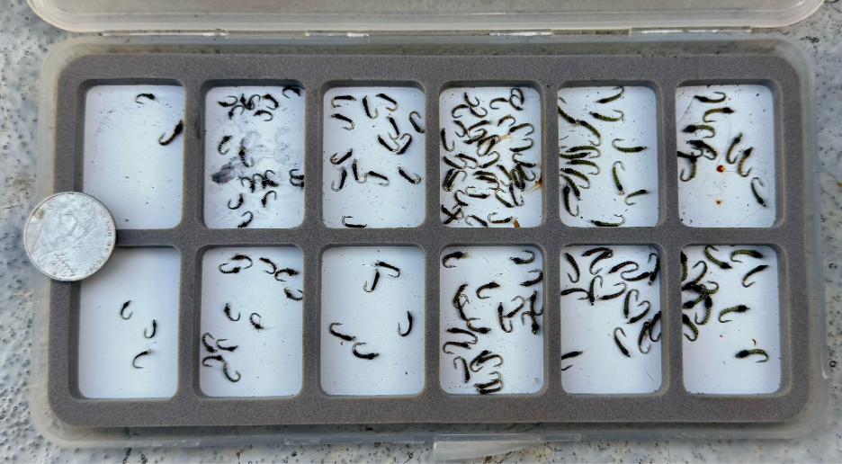midges