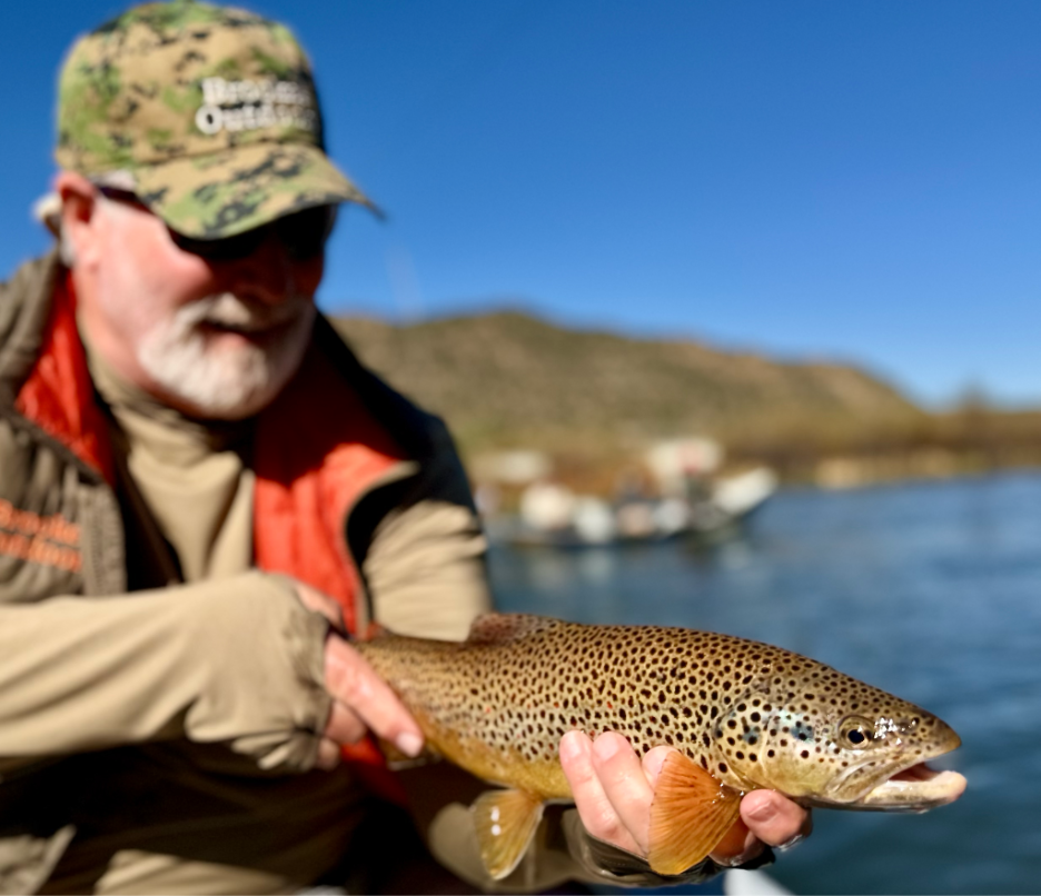 San Juan river brown trout