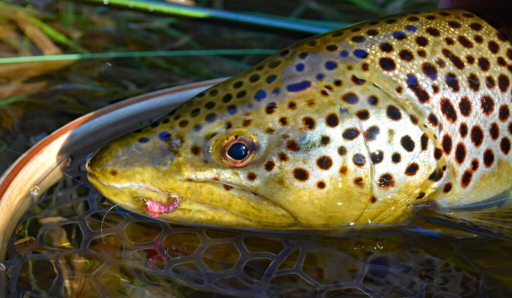 brown trout with fly in its mouth in the water