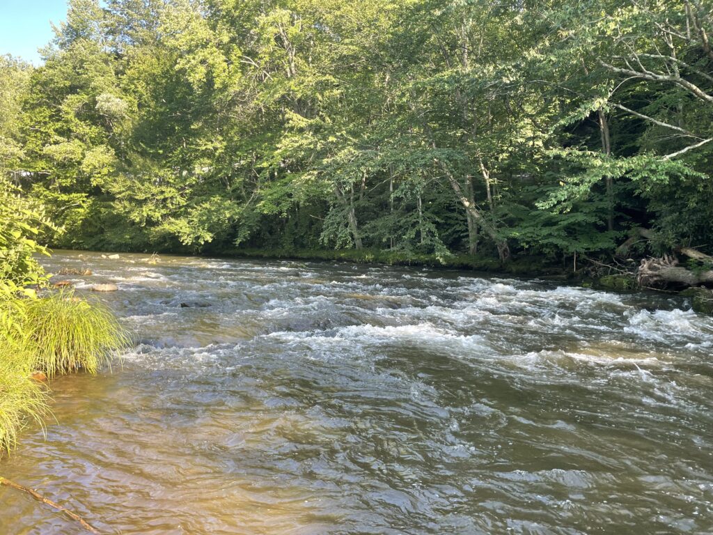 river flowing through forest