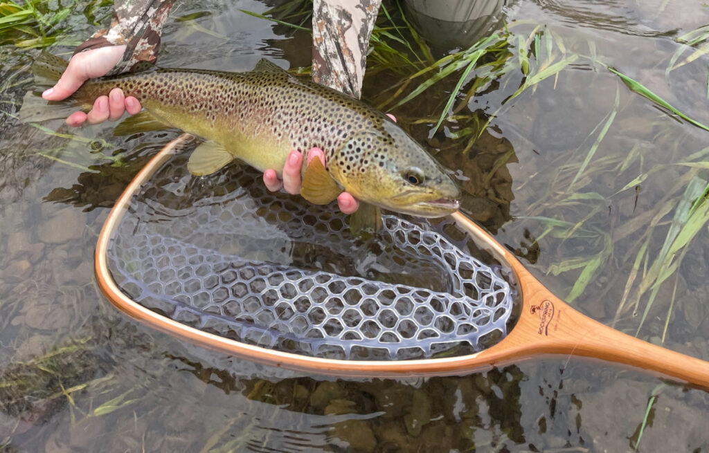brown trout in net