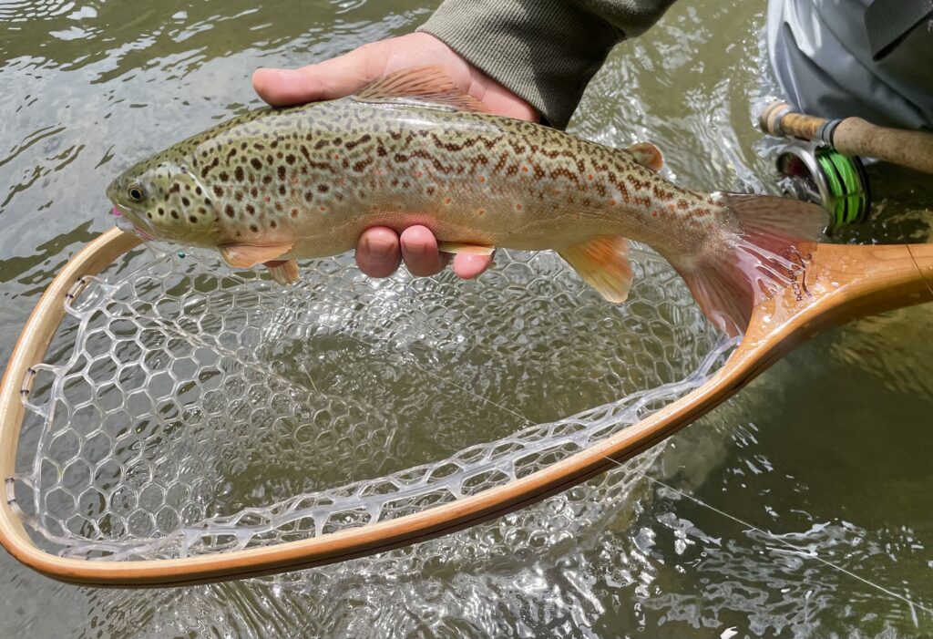 brown trout and net