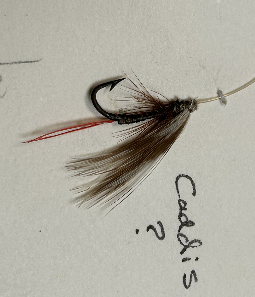 Caddis fly