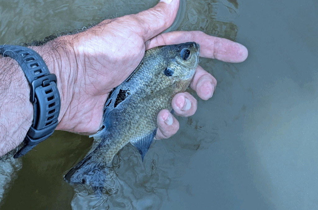 hand holding a bluegill in the water