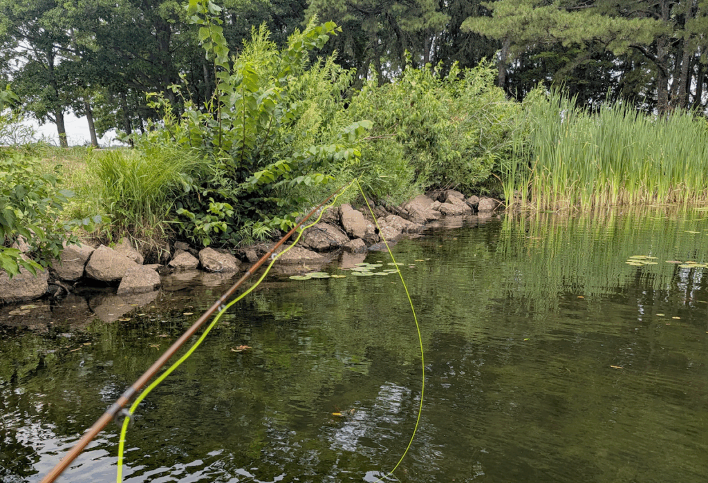 Lily pads next to weedy bank on a pond